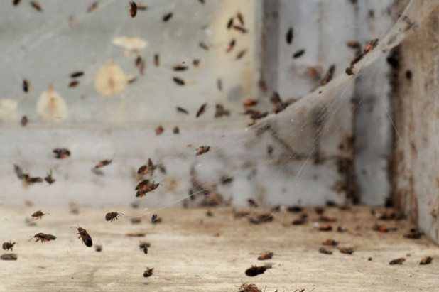Pest Control Services Odisha